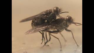 Tsetse flies mating behavior Glossina fuscipes [upl. by Clemmy]