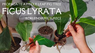 Ficus Lyrata Keman Yapraklı Kauçuk Nasıl Çoğaltılır Köklenme Süreci [upl. by Martz]