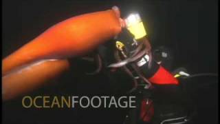 Humboldt Squid Attacks Holds onto Diver [upl. by Yaral]