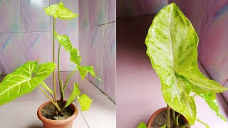 How to propagate syngonium White Butterfly Arrow Head plant in soil🌱🌱 [upl. by Pembroke]