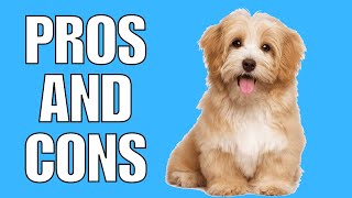 Havanese Pros And Cons SHOCKING [upl. by Nyleak]