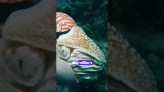 Le Nautilus un fossile vivant nature education animals [upl. by Novrej]