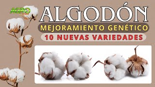 10 NUEVAS VARIEDADES DE ALGODÓN Productivas y Resistentes [upl. by Opportina]