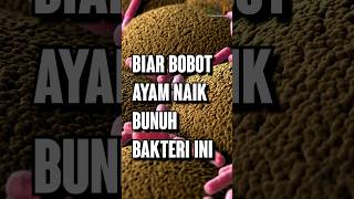 Biar BOBOT AYAM NAIK Bunuh Bakteri Ini [upl. by Harewood]