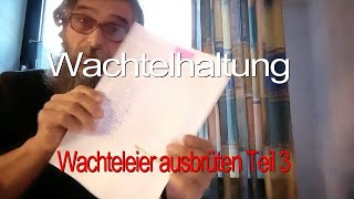 Wachtelbruteier ausbrüten Teil 3 [upl. by Enieledam]