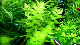 Bacopa caroliniana aquarium plants [upl. by Burnsed458]