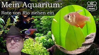 Rote von Rio ziehen ein  Hyphessobrycon flammeus  Mein Aquarium 14 [upl. by Maxima414]