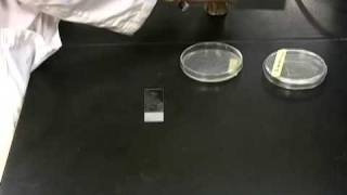 Catalase Test [upl. by Av]