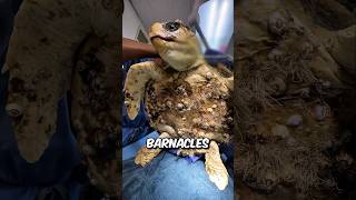 The Rescuer make an impossible thing for this turtle🥺❤️ animals animalstories shorts turtle [upl. by Georges]