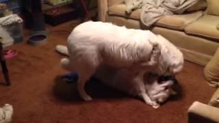 Beau  Great Pyrenees vs Ava  Maremma [upl. by Erhart]