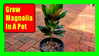 How To Grow Magnolia Trees In Pots Magnolia Care Tips [upl. by Mini]