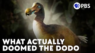 The Real Story Of The Dodo Birds Current Extinction [upl. by Fagen93]