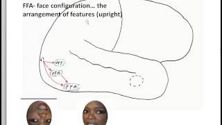 FFA fusiform face area network [upl. by Hodges]