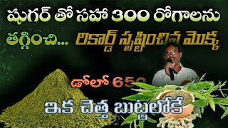 ఈ మొక్క పొడి 300 రోగాలను తగ్గిస్తుంది  Amazing Benefits of Medicinal plants  naturalmedicine [upl. by Herb]