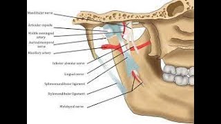 Temporomandibular Lateral Ligament of Temporomandibular Joint [upl. by Nyleimaj]