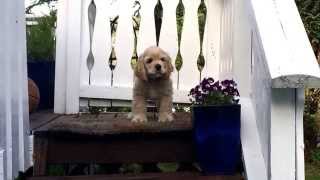 Cute american cocker spaniel puppy barking [upl. by Shult]