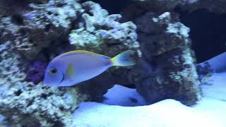 Scarus Qouyi amp Australian Acanthurus Dussumieri Tang [upl. by Oeht]