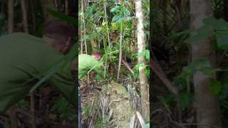 Rencontre avec un casoar dans la forêt humide [upl. by Salamanca]