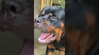 rottweiler barking😱😱😈 viral rottweiler shorts [upl. by Airekat]