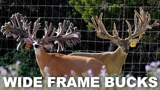 Unbelievable Wide Frame Bucks  GNK Whitetails 2022 [upl. by Daren]