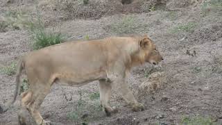 Lions of Gujarat  Gir National Park Gujarat  2023 [upl. by Llevrac72]