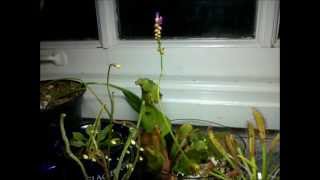 Drosera capensis Cape Sundew flowering  Three week timelapse [upl. by Horton]