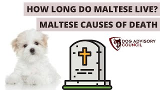 How Long Do Maltese Live Lifespan and Causes of Death [upl. by Attaynek]