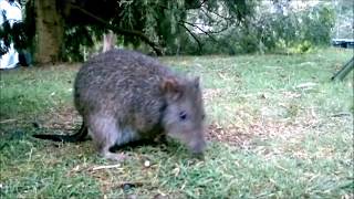 Potoroo Port Arthur Tasmania Australia [upl. by Heddie]