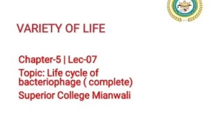 Lytic and Lysogenic Cycle of Bacteriophages  Life cycle of Bacteriophages 11 Class Biology [upl. by Jasun]