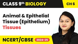 Animal Tissues and Epithelial Tissue Epithelium  Tissues  Class 9 Biology Chapter 6  CBSE 2024 [upl. by Mis]