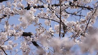 Cerisiers en fleurs à Tokyo [upl. by Mcgraw]