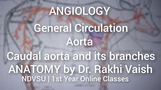 ANGIOLOGY  Aorta Caudal aorta GENERAL CIRCULATION IntroductionAnatomy by Dr Rakhi VaishNDVSU [upl. by Attekahs]