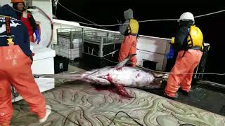 Longline Commercial Fishing Boat Catching Swordfish [upl. by Dis]