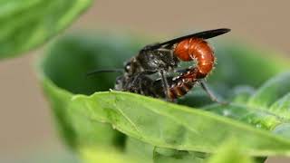 Insect Mating filmed with Micro Lens [upl. by Rogers762]