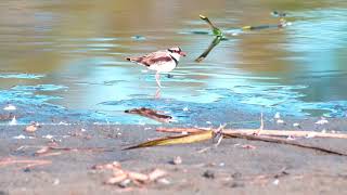 Goulds Lagoon TTartisan 500mm lens 4K manual FOCUS Sony A6100 [upl. by Scurlock]