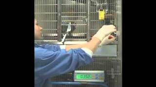 Handling and Training Common Marmosets [upl. by Namrej822]