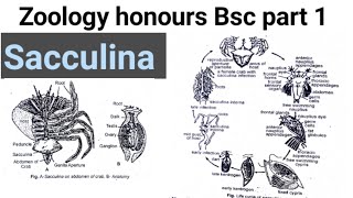 parasitic castration with reference to sacculina life cycle of sacculina bsc part 1 zoology honours [upl. by Middle]