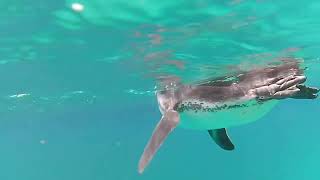 WOW Exceptional dive with Galápagos Penguins in Sullivan Bay Santiago Island The Galápagos [upl. by Germaun]