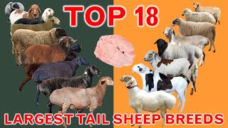 Top 18 Largest Tail Sheep Breeds in the World  FatTailed Rumped  ThinTailed  Country Best Sheep [upl. by Aonehc]