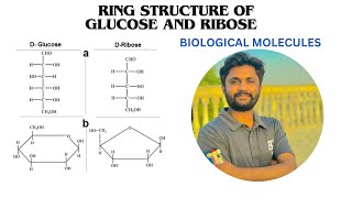 Ring structure of glucose and ribose Monosaccharides  alpha glucose and beta glucose form [upl. by Gemmell]