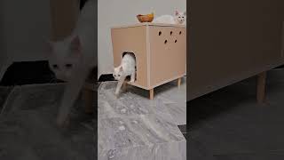 Dual Purpose Cat litter BoxTable and litter in one A Smart Space Solution cat youtubeshorts [upl. by Atnuahs]