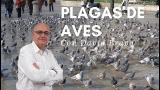 Plagas de aves Palomas estorninos y cotorra argentina Riesgo para la salud en las ciudades [upl. by Clothilde122]