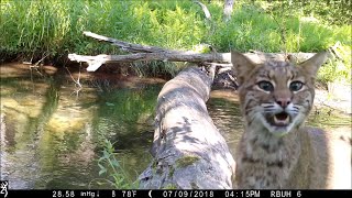 Pennsylvania man captures all walks of life crossing log bridge [upl. by Ing396]