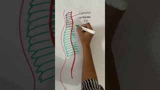 Vertebrae biology biologydiagrams [upl. by Frulla959]