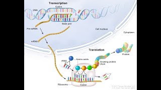 🧬🧬 DNA Replication Transcription amp Translation in prokaryotes amp eukaryotes 🦠🧫  bacteria [upl. by Atinuaj408]