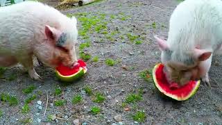 THE MOST Comedic Fauna ON YOUTUBE funnypets funnyanimals funniestanimals animalvideos [upl. by Ellennahs]