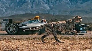 10 Animals Faster Than Cars [upl. by Irot]