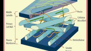 Theoritical Plant Anatomy Lecture 01 [upl. by Ariam350]