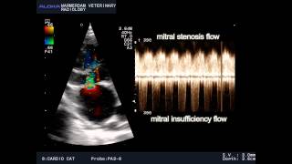 VSD and mitral stenosis and TI in a cat  VSD en mitralis stenose en TI bij een kat [upl. by Dirk665]