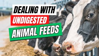 Why Undigested Animal Feeds Is Slowing Down The Growth and Productivity of Your Animals [upl. by Notsreik]